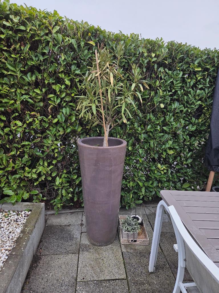 Bloempot, Tuin en Terras, Bloempotten, Rond, Zo goed als nieuw, Tuin, Aardewerk