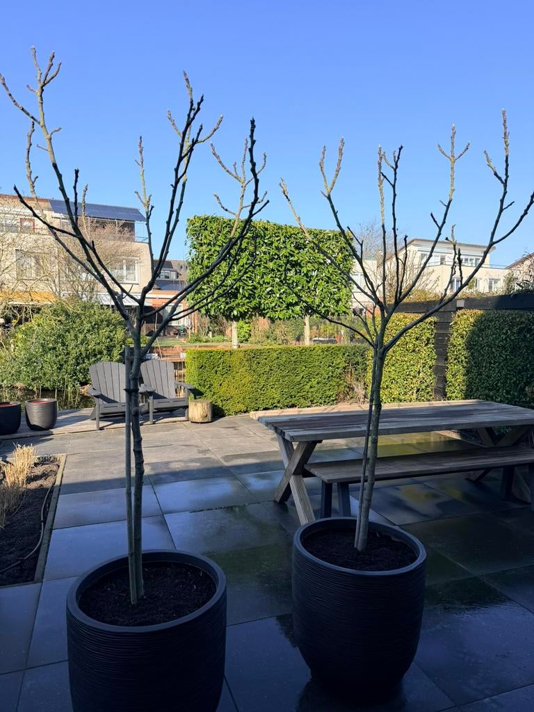 2 Ficus Carcia Brown Turkey zonder pot, Tuin en Terras, Ophalen, Bloeit niet, Volle zon, Overige soorten