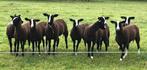 Zwartbles Schapen Stamboek, Dieren en Toebehoren, Vrouwelijk, Schaap, 0 tot 2 jaar