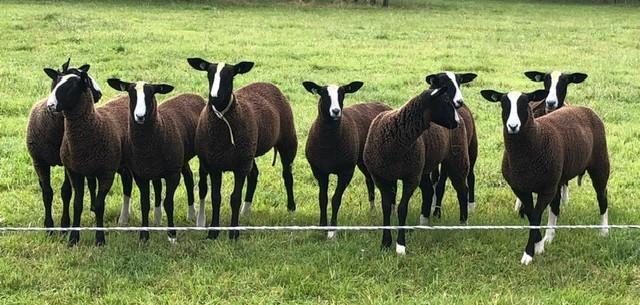 Zwartbles Schapen Stamboek, Dieren en Toebehoren, Schapen, Geiten en Varkens, Schaap, Vrouwelijk, 0 tot 2 jaar