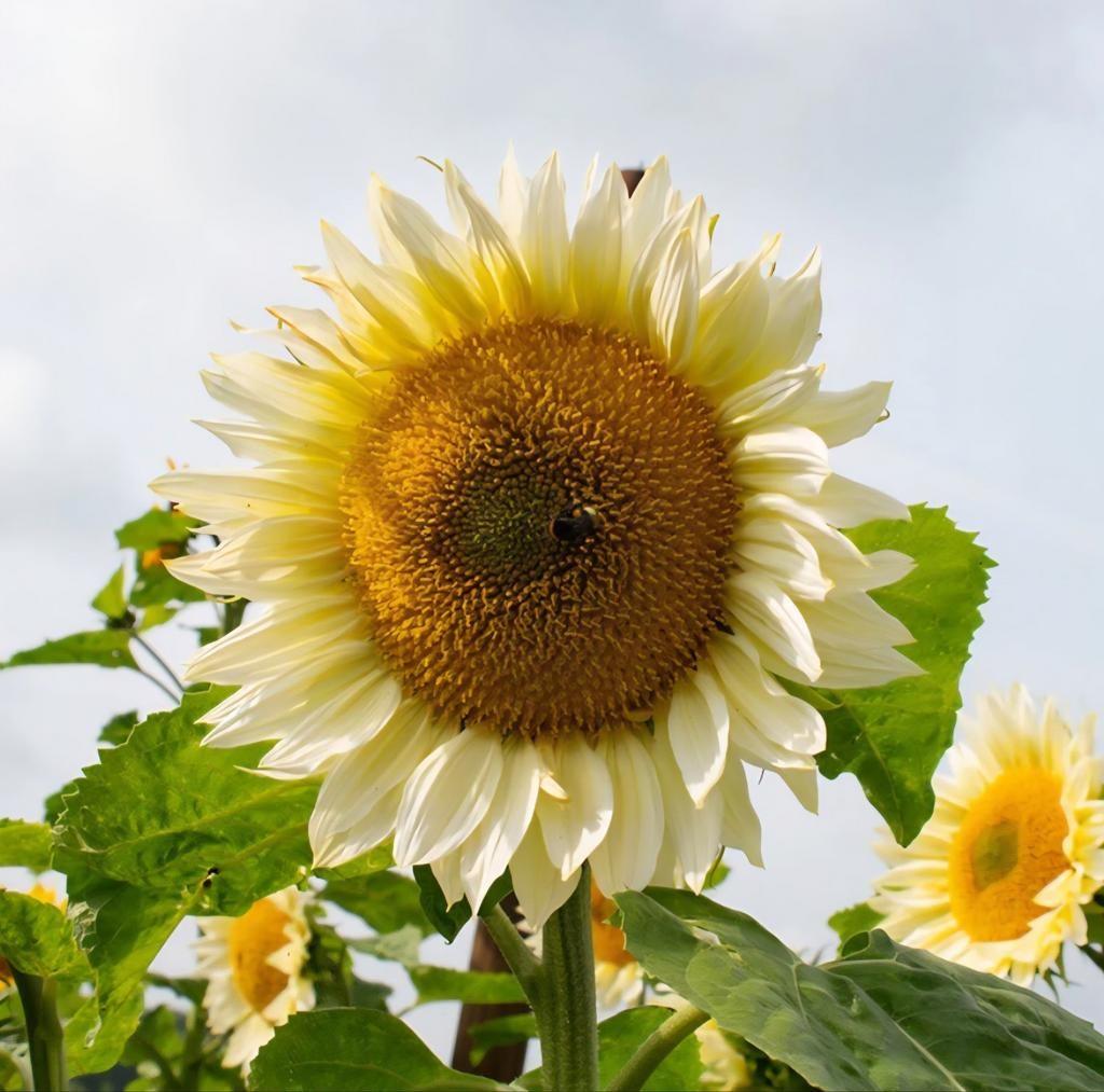 Zonnebloem ProCut White Lite stekje, Ophalen, Volle zon