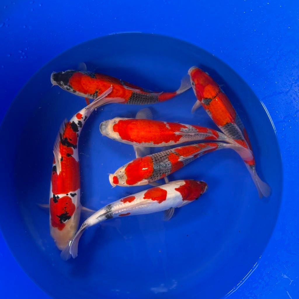 VHQ Young Nisai mix van Conias 35-40cm Japanse koi, Karper of Koi