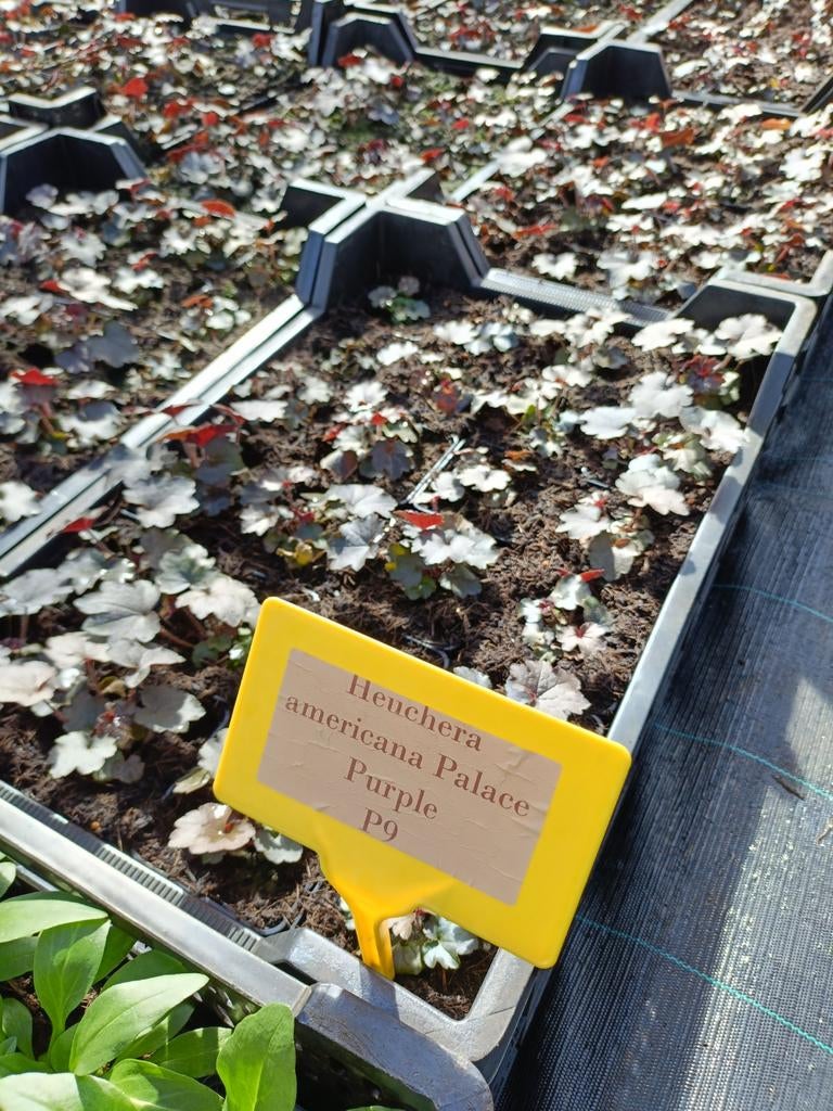 Vaste planten voor in de tuin, Tuin en Terras, Ophalen of Verzenden, Vaste plant, Overige soorten, Halfschaduw