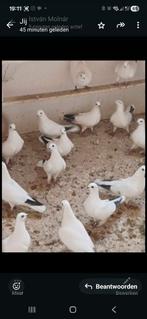 Weners en Budepesters hoogvliegers tel 0652438153, Dieren en Toebehoren, Vogels | Duiven, Meerdere dieren, Overige soorten