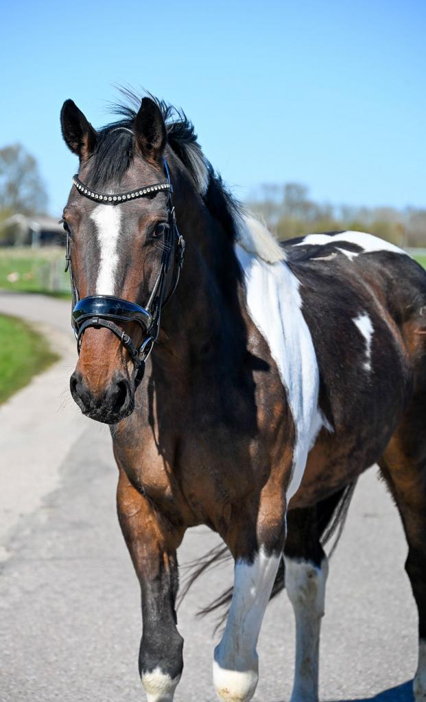 Lieve 5 jarige bonte  merrie, Merrie, Zadelmak, 160 tot 165 cm, 3 tot 6 jaar
