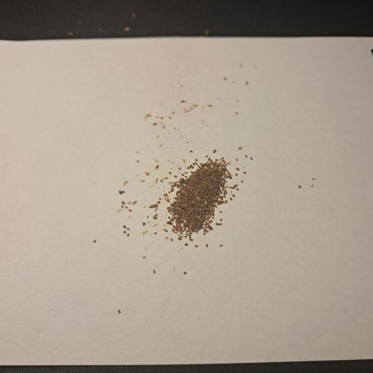 Boerentabak Zaden - Circa 100 Stuks, Tuin en Terras, Bloembollen en Zaden, Ophalen of Verzenden