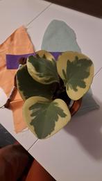 Makkelijke kleine plant - Peperomia Obtusifolia Variegata, Ophalen