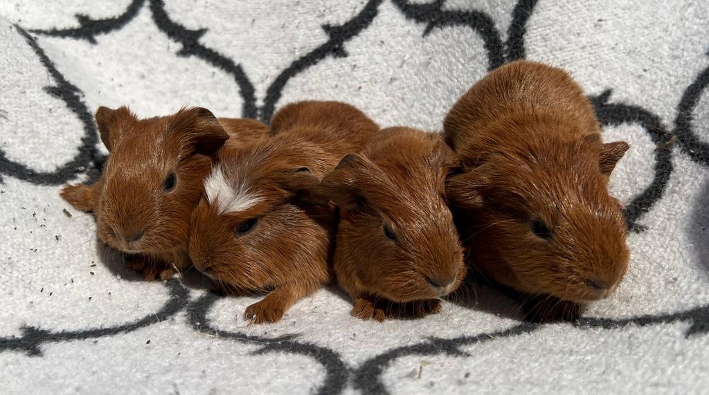 X satijn calafornia/ CH Teddy roodbruine cavia’s, Dieren en Toebehoren, Cavia, April, Meerdere dieren, Tam