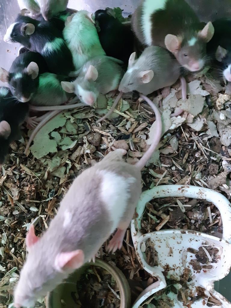 Schattige kleurmuizen en voedermuizen, Meerdere dieren