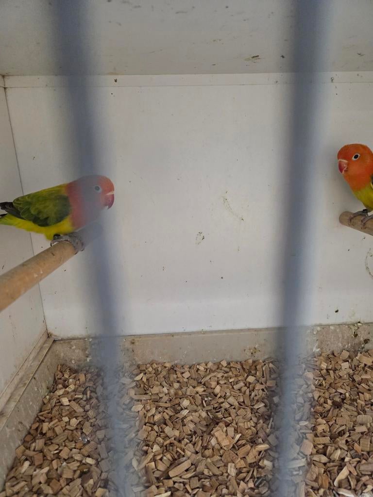 Euwing opaline fischeries, Dieren en Toebehoren, Vogels | Parkieten en Papegaaien, Meerdere dieren, Parkiet