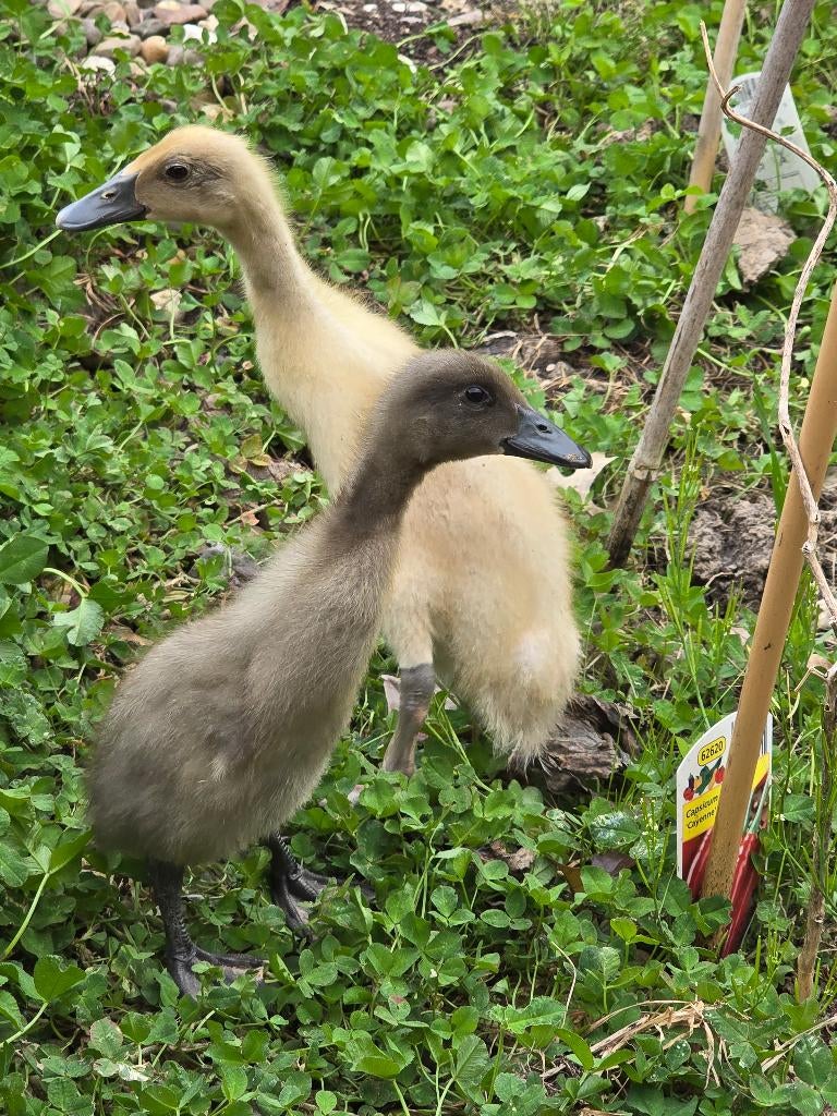 Loopeenden, Geslacht onbekend, Eend