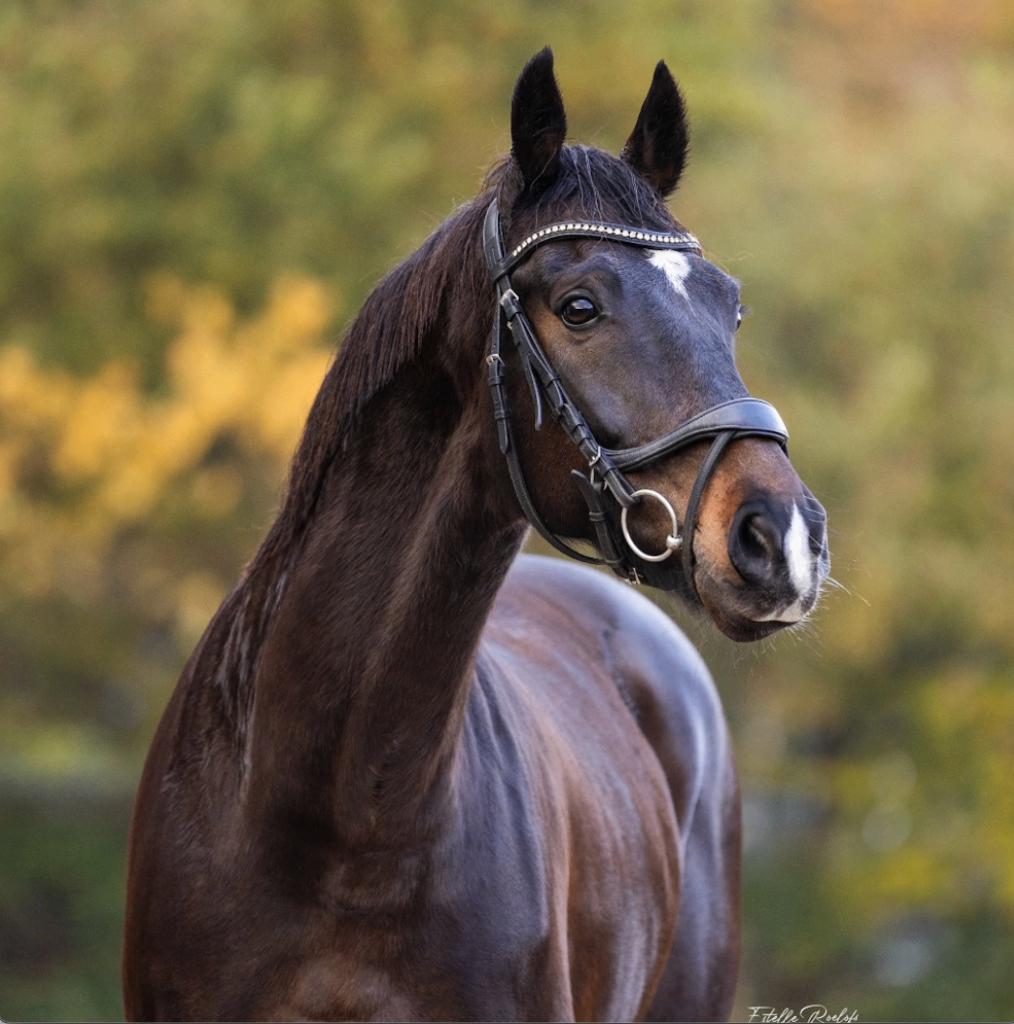 Superlieve en knappe KWPN-ruin (10 jaar), Met stamboom, Ruin, Dressuurpaard, L