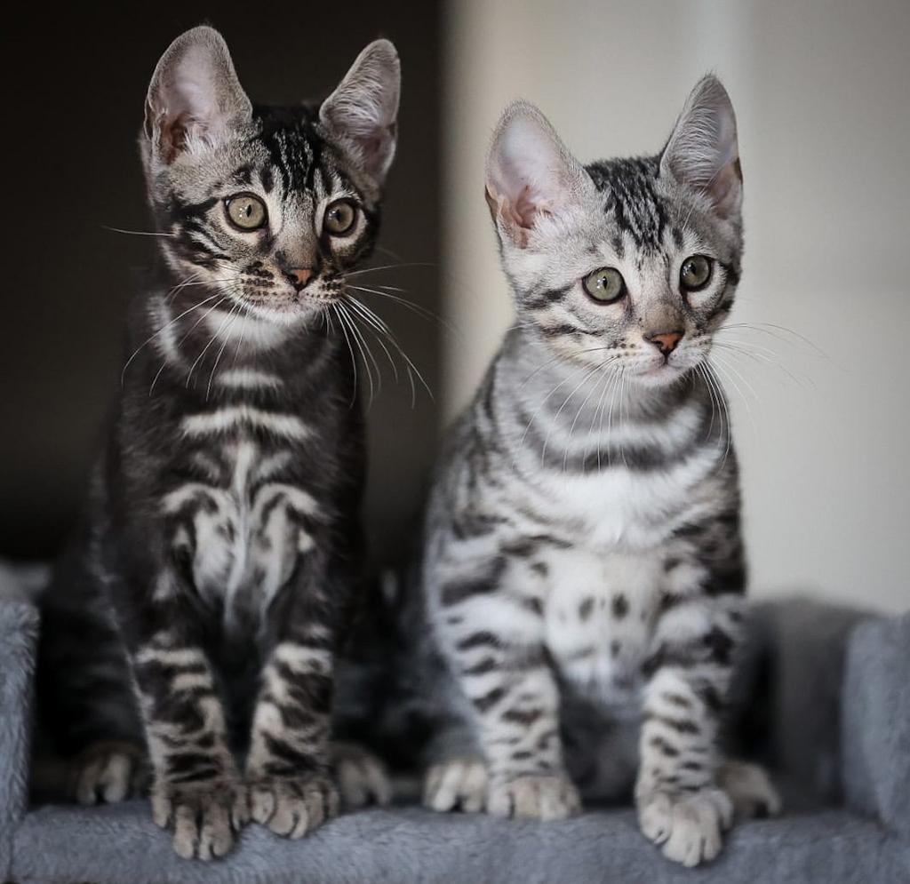 Bengaalse kittens met stamboom, bengaal bengal bengalen, Meerdere dieren