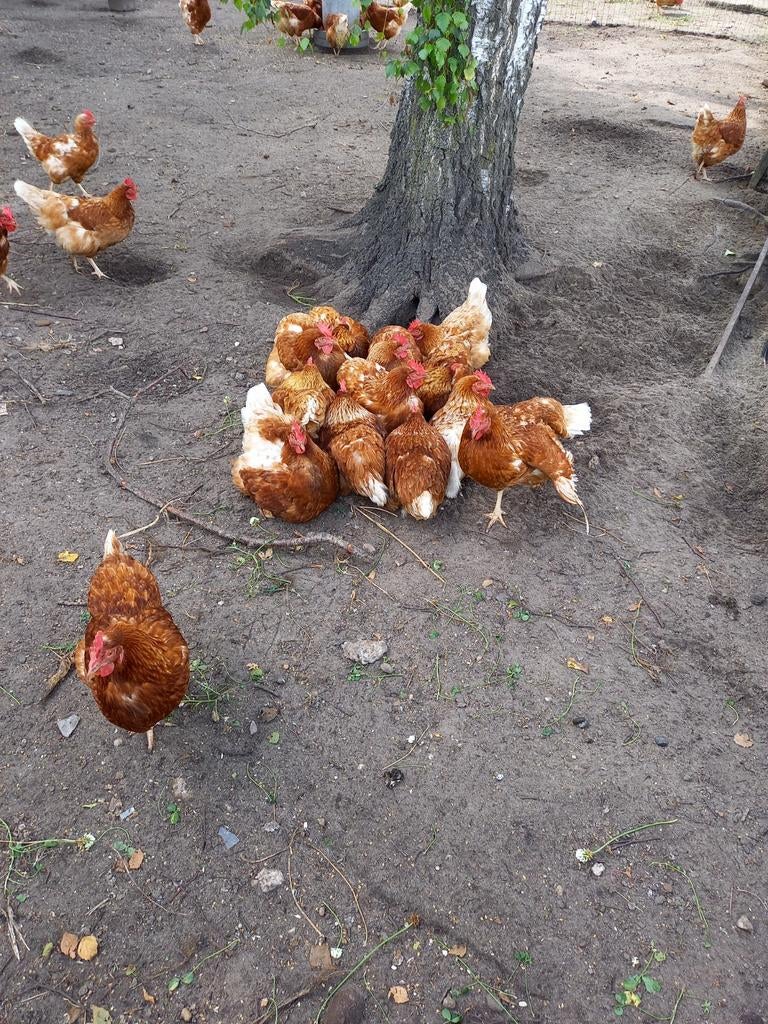 Te koop: Leghennen tegen de leg ., Dieren en Toebehoren, Pluimvee, Vrouwelijk, Kip