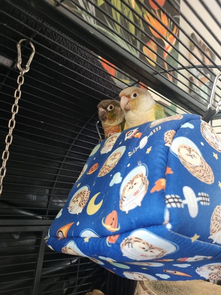 Koppel pyrrhura's tekoop, Meerdere dieren, Parkiet