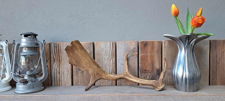 Hertengewei, damhert, afwerpstang, Huis en Inrichting, Woonaccessoires | Overige, Gebruikt, Ophalen of Verzenden