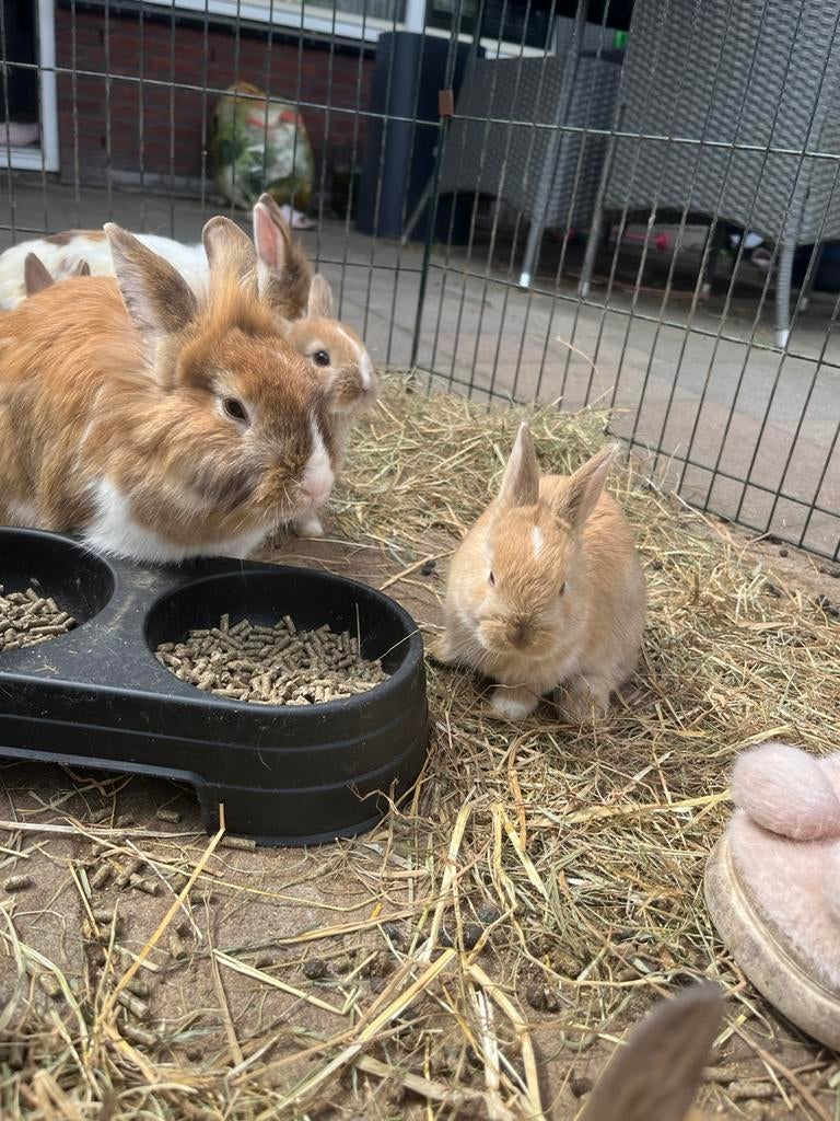 Konijntjes, Dieren en Toebehoren, Konijnen, Meerdere dieren