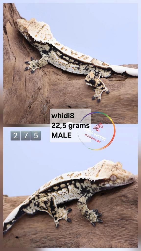 wimpergekko Correlophus ciliatus JOKERGECKOS Crested Gecko - unknown for sale from Tamara