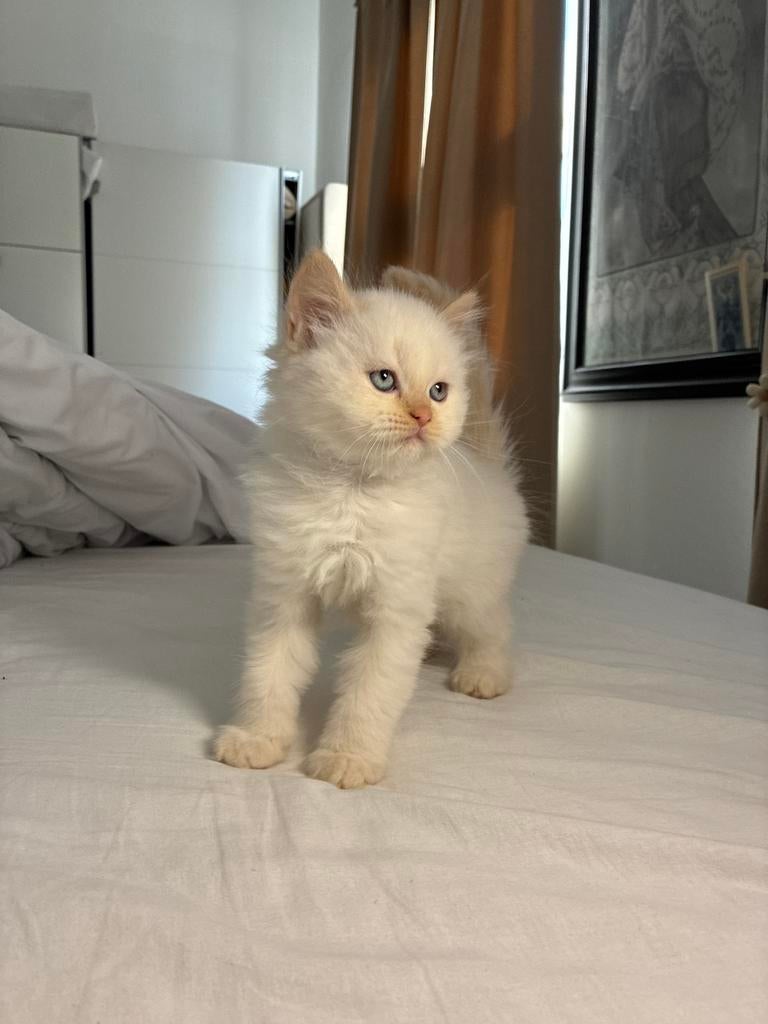 perzische kitten! mag vanaf vandaag weg!!, Kater, Ontwormd