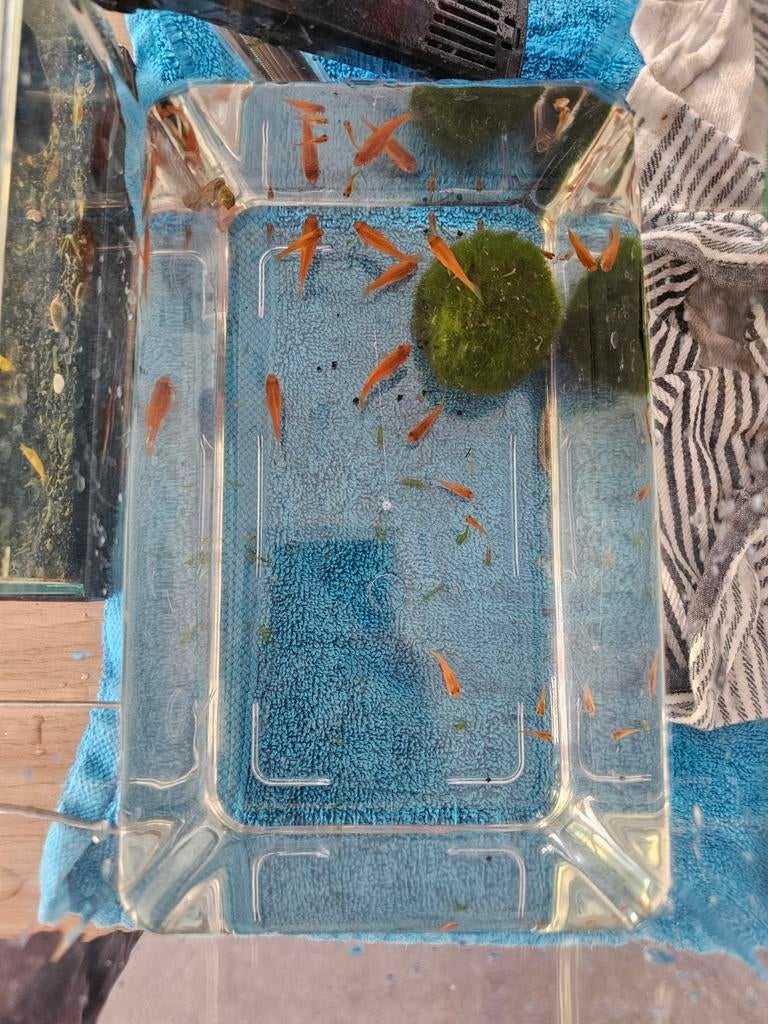 Gezonde molly babys, Dieren en Toebehoren, Vissen | Aquariumvissen, Vis, Zoetwatervis