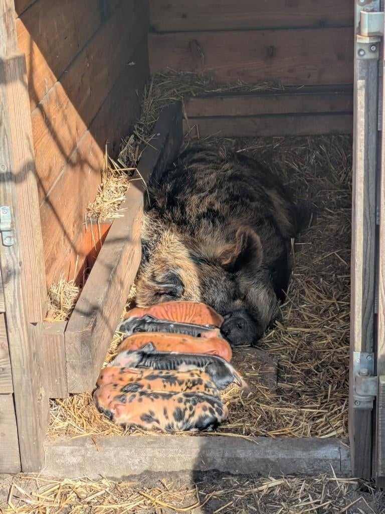Kune Kune biggen te koop, Dieren en Toebehoren, Meerdere dieren, Varken, 0 tot 2 jaar