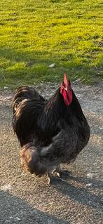 Haan Orpington groot blauw, Dieren en Toebehoren, Mannelijk, Kip