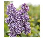 Tweekleurige Sering op stam (Syringa vulgaris 'Sensation, Tuin en Terras, Ophalen, Zomer, Overige soorten