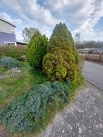 Conifeer, Jeneverbes struik en Rhododendron, Ophalen, Bloeit niet, Overige soorten, Volle zon