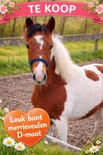 Prachtig bont merrieveulen D pony– lief, nuchter karakter, Merrie, D pony (1.37m tot 1.48m), 0 tot 2 jaar