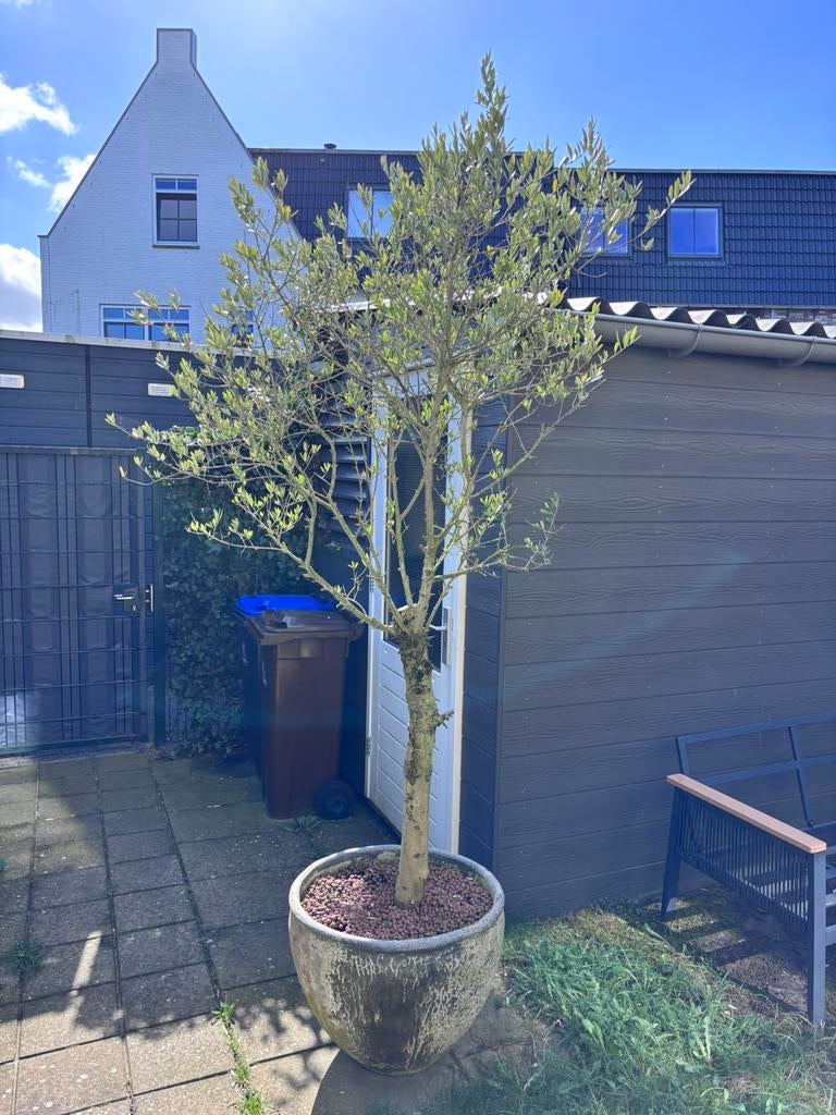 Grote olijfboom +- 230cm, Ophalen, Volle zon, Olijfboom, 100 tot 250 cm