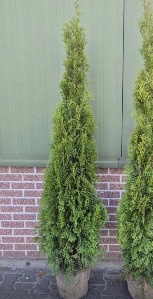 12 x Thuja smaragd 160/170, Tuin en Terras, Planten | Struiken en Hagen, Ophalen of Verzenden, Laurier, 100 tot 250 cm