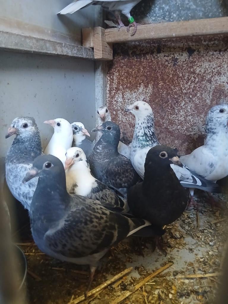 Jonge kleur postduiven, Dieren en Toebehoren, Meerdere dieren, Postduif