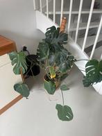 Vijf diverse kamerplanten in pot - Afhalen Rotterdam, Huis en Inrichting, Kamerplanten, Ophalen, 100 tot 150 cm, Overige soorten