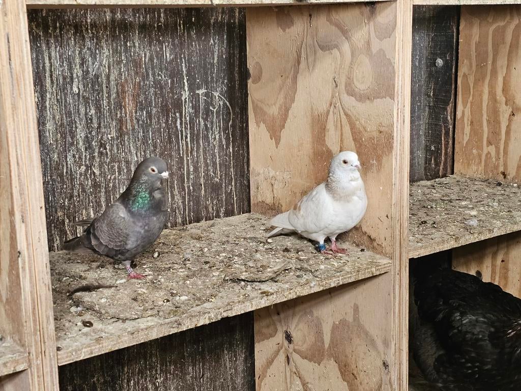 Koppel figurita's, Meerdere dieren, Overige soorten