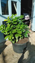 Laurier planten in pot - Prunus laurocerasus, Vaste plant, Halfschaduw, Lente, Ophalen