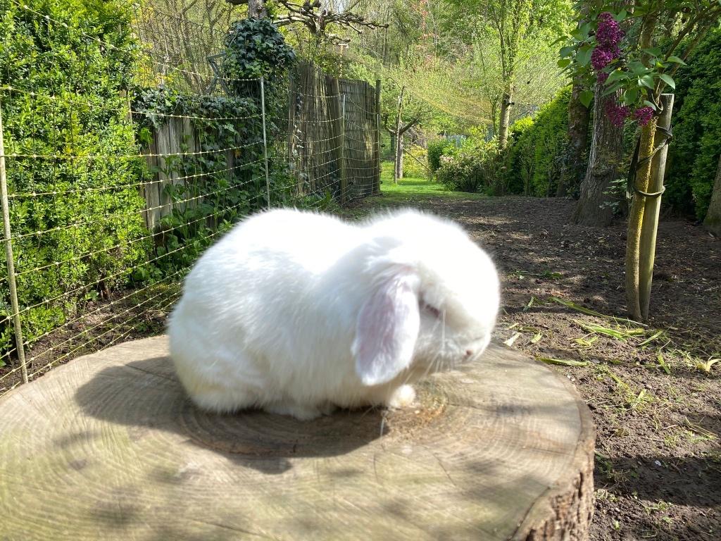 Mooie minilop rammen te koop, Dieren en Toebehoren, Mannelijk, Dwerg, 0 tot 2 jaar
