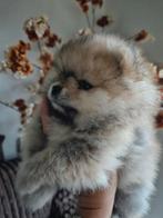 Pomeriaan pups - nog 2 beschikbaar, Parvo, Keeshond, Reu, 8 tot 15 weken