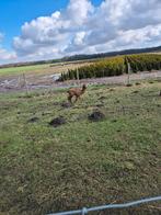Alpaca's te koop, Juni, Meerdere dieren