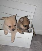 Pommerian/pomchi pups klein!, Keeshond, Meerdere, Meerdere dieren, Nederland