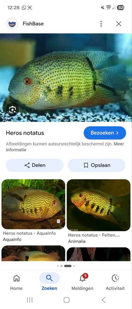 Gezocht!!!   Heros severum NOTATUS, Vis
