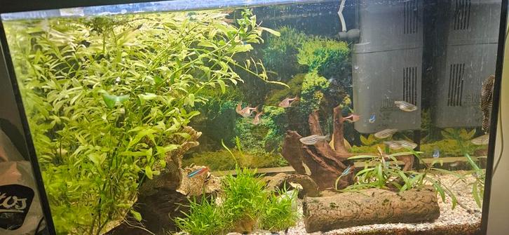 Aquarium inclusief vissen/garnalen, Dieren en Toebehoren, Vissen | Aquaria en Toebehoren, Zo goed als nieuw, Gevuld zoetwateraquarium