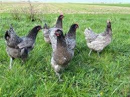 Australorp kippen., Dieren en Toebehoren, Pluimvee, Vrouwelijk, Kip