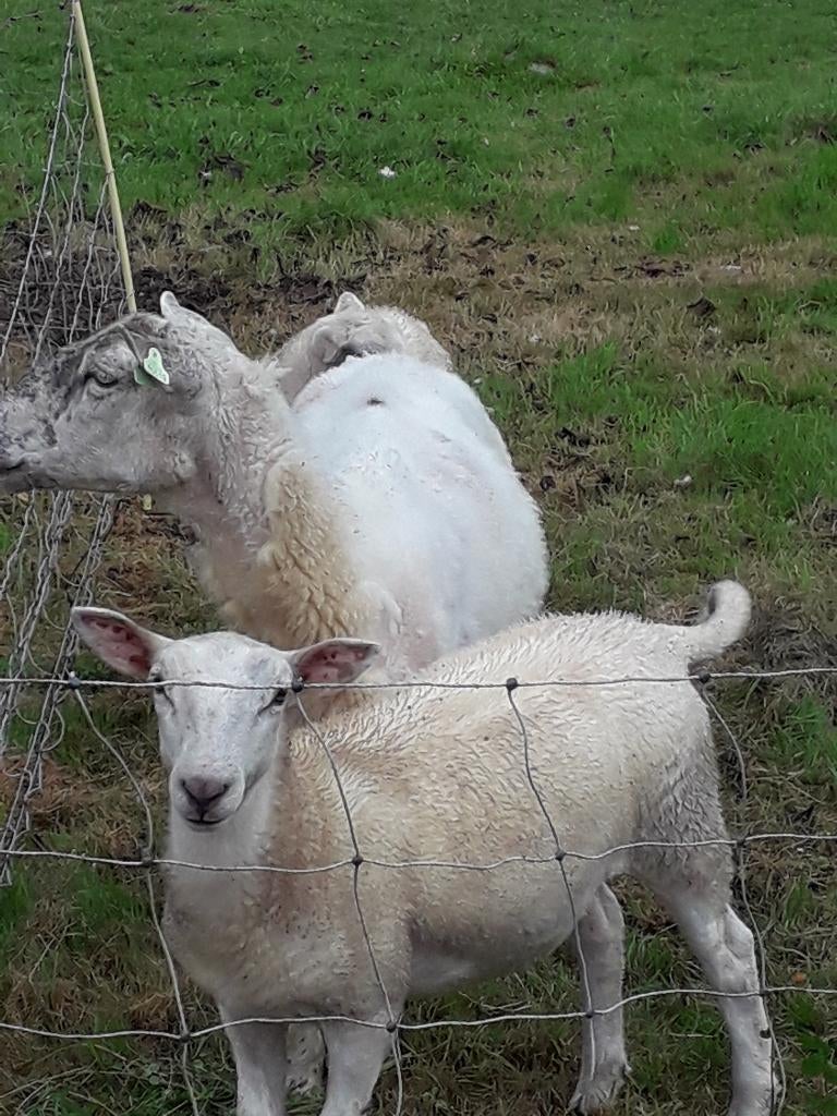 easy care ooien twee stuks, Dieren en Toebehoren, Vrouwelijk, Schaap, 0 tot 2 jaar