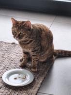 Goed thuis gezocht voor katje, Dieren en Toebehoren, Poes, Gechipt, 3 tot 5 jaar