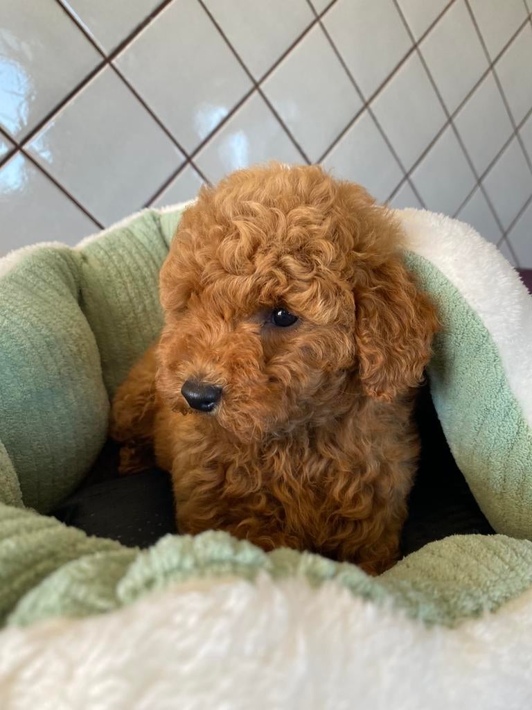 🩵🩵🩵TOY POEDEL reutje !! 🩵🩵🩵, Dieren en Toebehoren, Poedel, Fokker | Hobbymatig, 15 weken tot 1 jaar, Reu