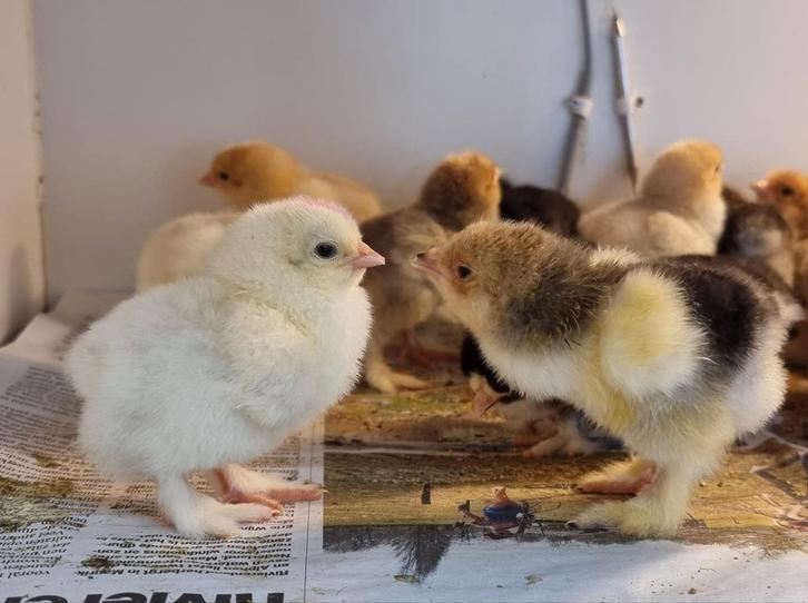Brahma groothoender kuikens hennen meerdere kleurslagen, Dieren en Toebehoren, Pluimvee, Kip, Meerdere dieren
