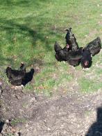 Australorp kippen koppel, Dieren en Toebehoren, Pluimvee, Meerdere dieren, Kip