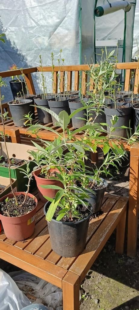 Vlinder plant 40 a 50 centimeter, Tuin en Terras, Volle zon, Vaste plant, Zomer, Ophalen