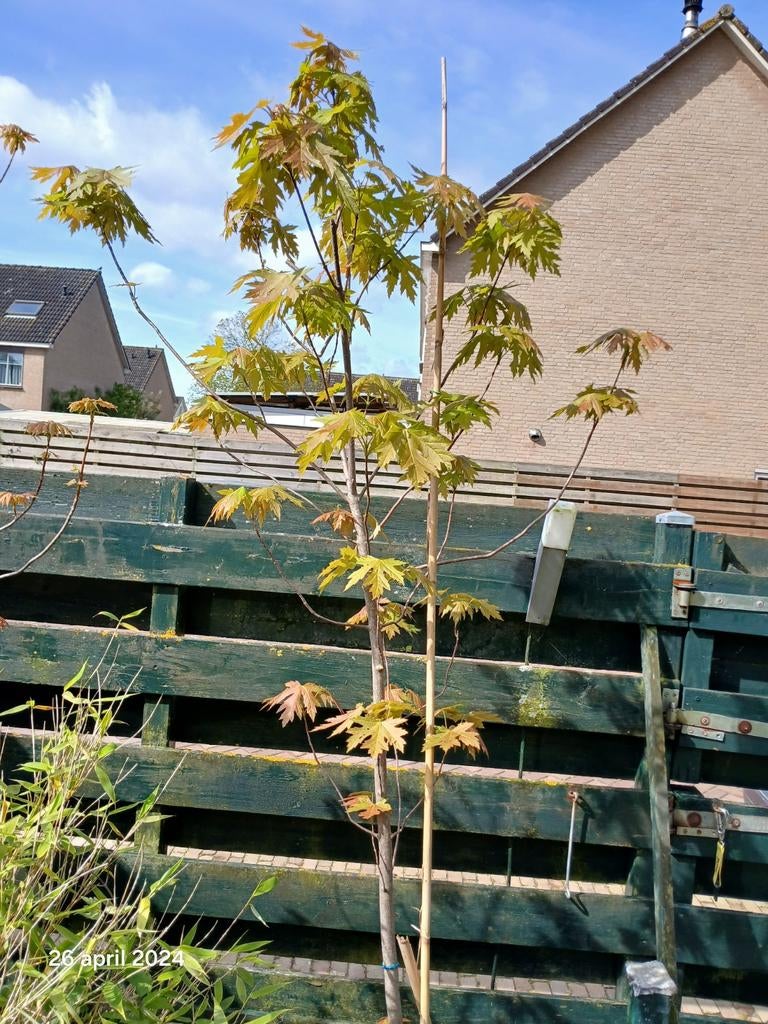 Jonge esdoorn bomen in pot, Tuin en Terras, Planten | Bomen, Ophalen, In pot, Overige soorten