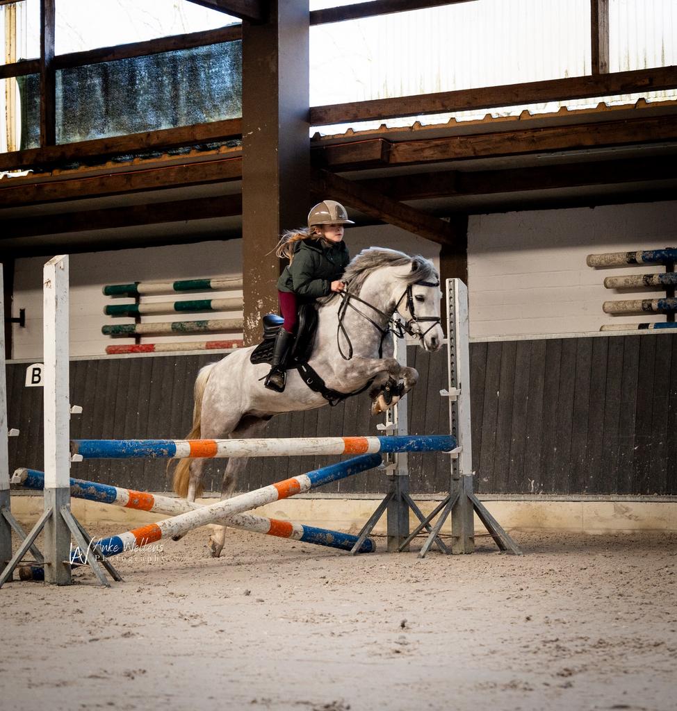 Lieve en super knappe B pony te koop, Dieren en Toebehoren, Pony's, Ruin, Springpony, 7 tot 10 jaar, B pony (1.17m tot 1.27m)